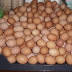 Tentang (Telur Ayam Yogyakarta,Supplier Telur Ayam di Jogja,Peternak Telur,Distributor Telur Yogyakarta, Agen)