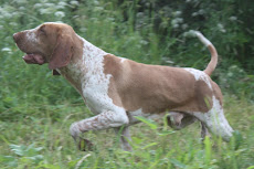 Bracco italiano Hemppa