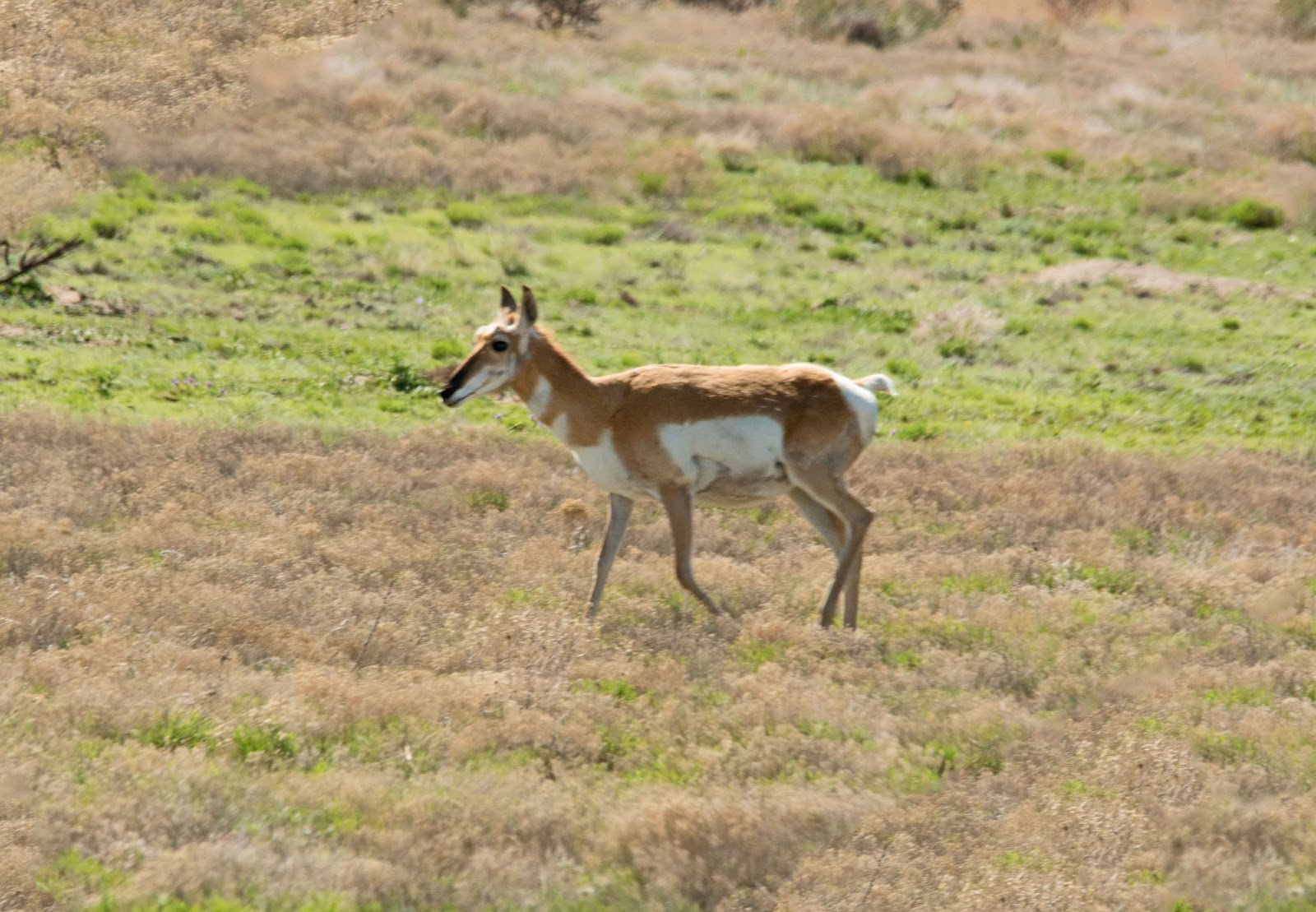 PHOTOGRAPHY BY DEB HIRT Birding On a Shoestring Life on the Oklahoma