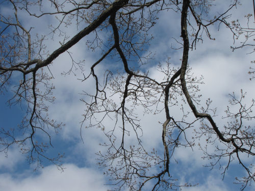 blue sky and branches