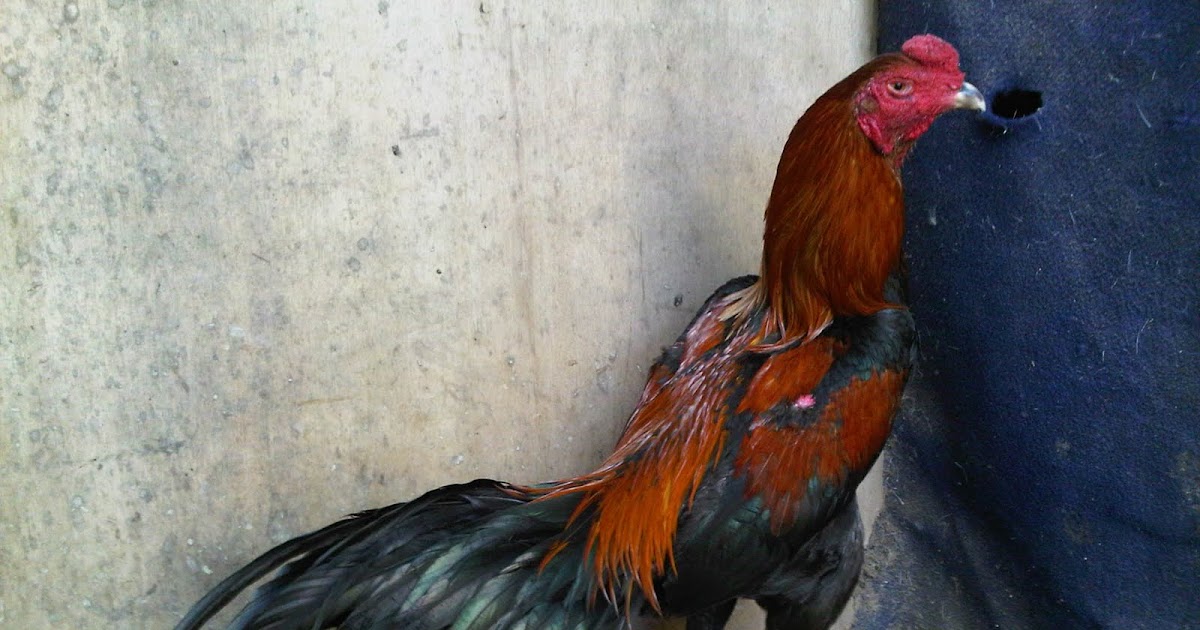 Jamu Tradisional Ayam Aduan Untuk Berbagai Macam Penyakit Jamu Tradisional Ayam Aduan Untuk Berbagai Macam Penyakit