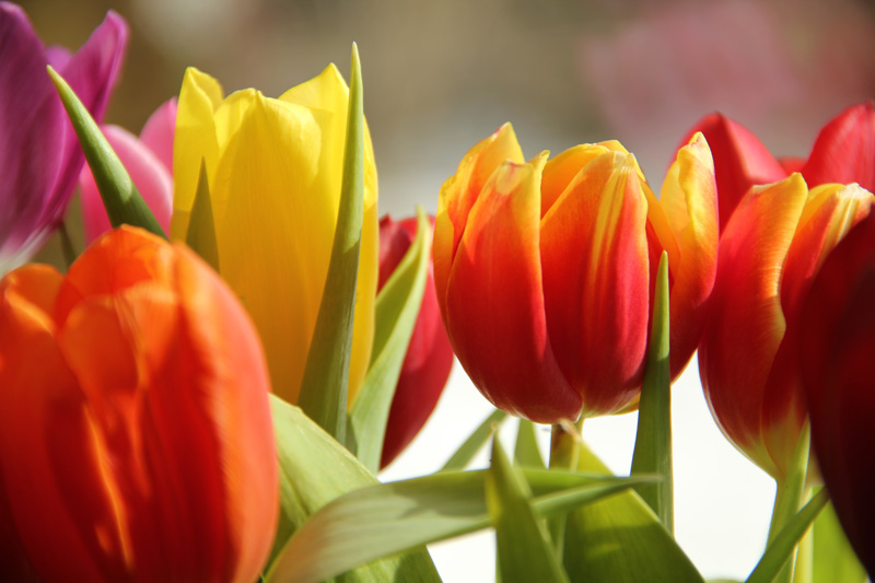 colours-and-friends: Tulpenbilder