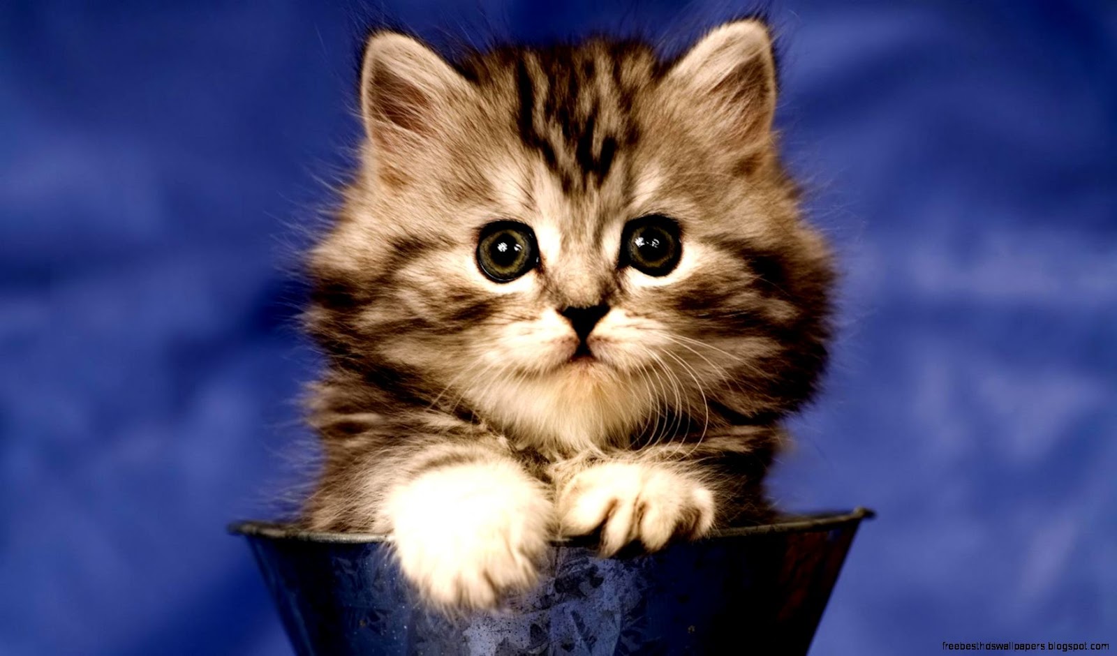 Cute Fluffy Kitten Desktop Wallpaper