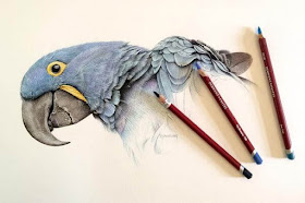 09-Hyacinth-Macaw-Derwent-Martin-Aveling-Animal-Portraits-www-designstack-co
