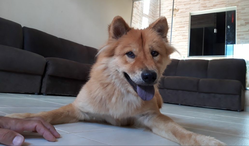 Crianças pedem ajuda para encontrar cadelinha desaparecida em Jacobina