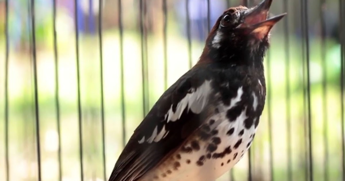 Decu Kembang Trotol Jantan Dan Betina Decu Kembang