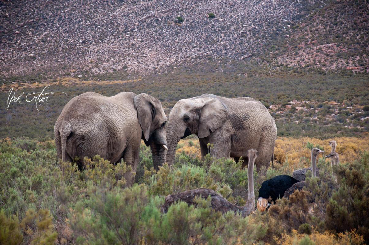 Cape Town’da Safariye Gitmek Ipek�s Photoblog