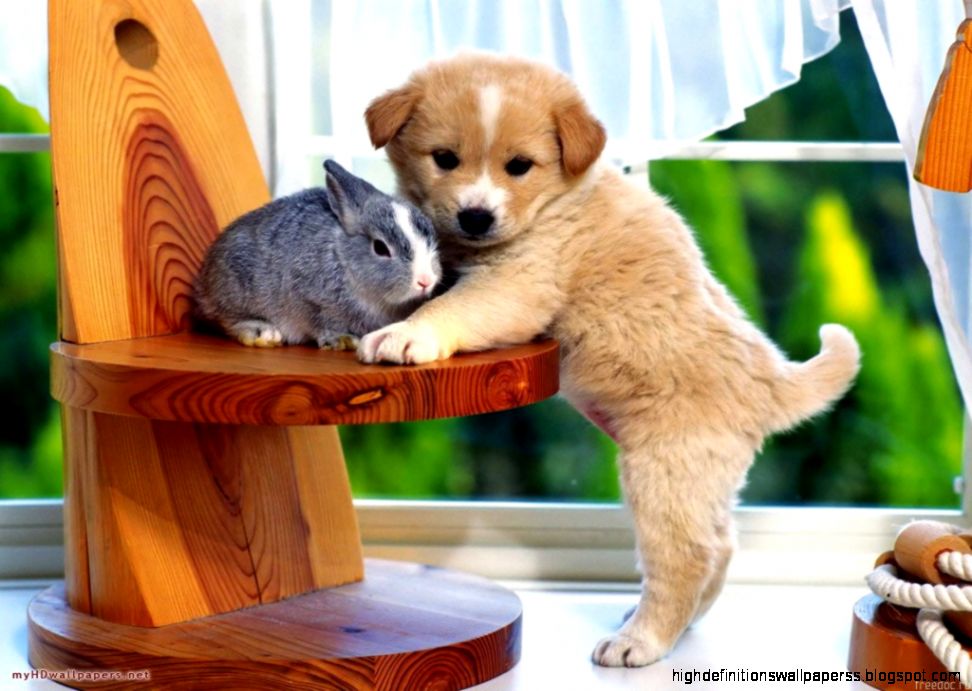 Cute Funny Animal Wallpapers and Background