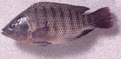 Resep Umpan Mancing Ikan Mujair  atau Nila atau Jaer Area 