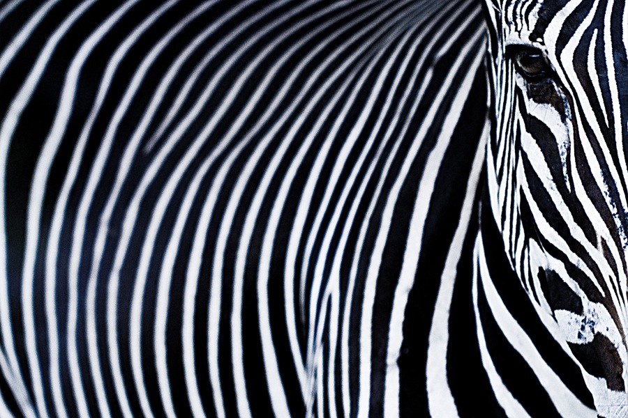  Gambar 28 Gambar Sketsa Zebra Download Hitam Putih 