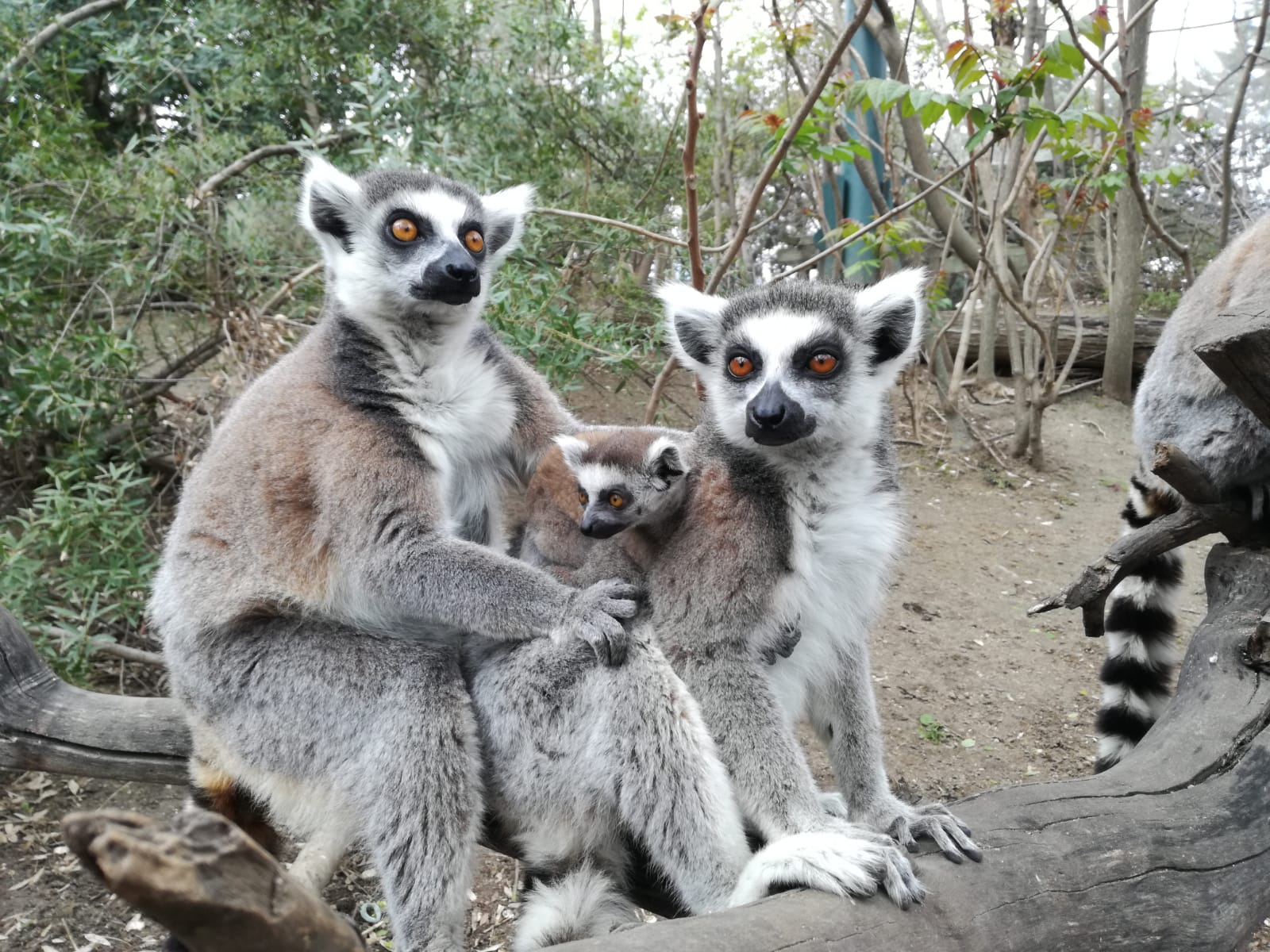 Parqueplaza Net Faunia Celebra La Llegada De La Navidad Con Nacimientos De Animales Fascinantes