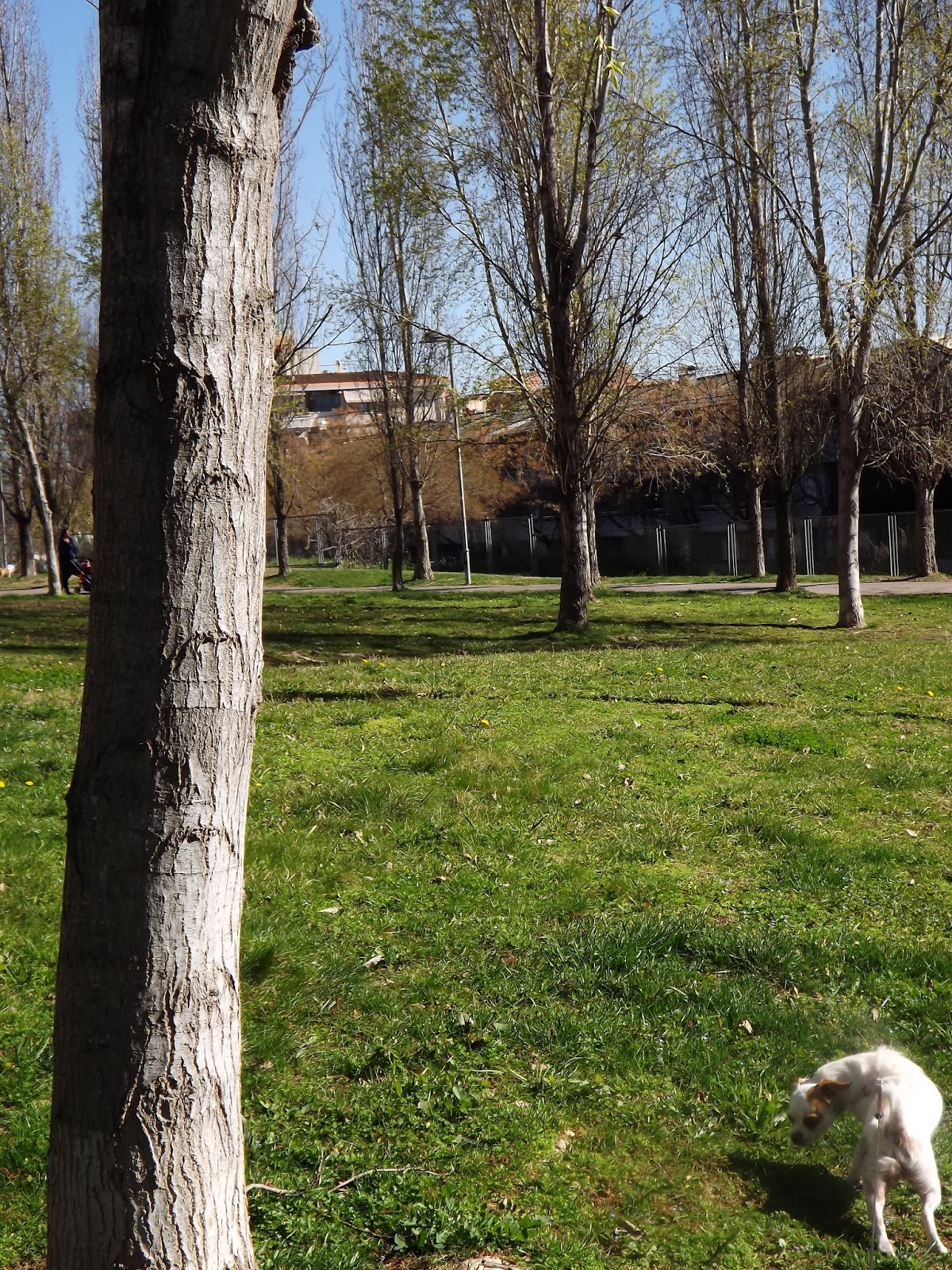 Donde Las Flores Se Balancean Al Viento