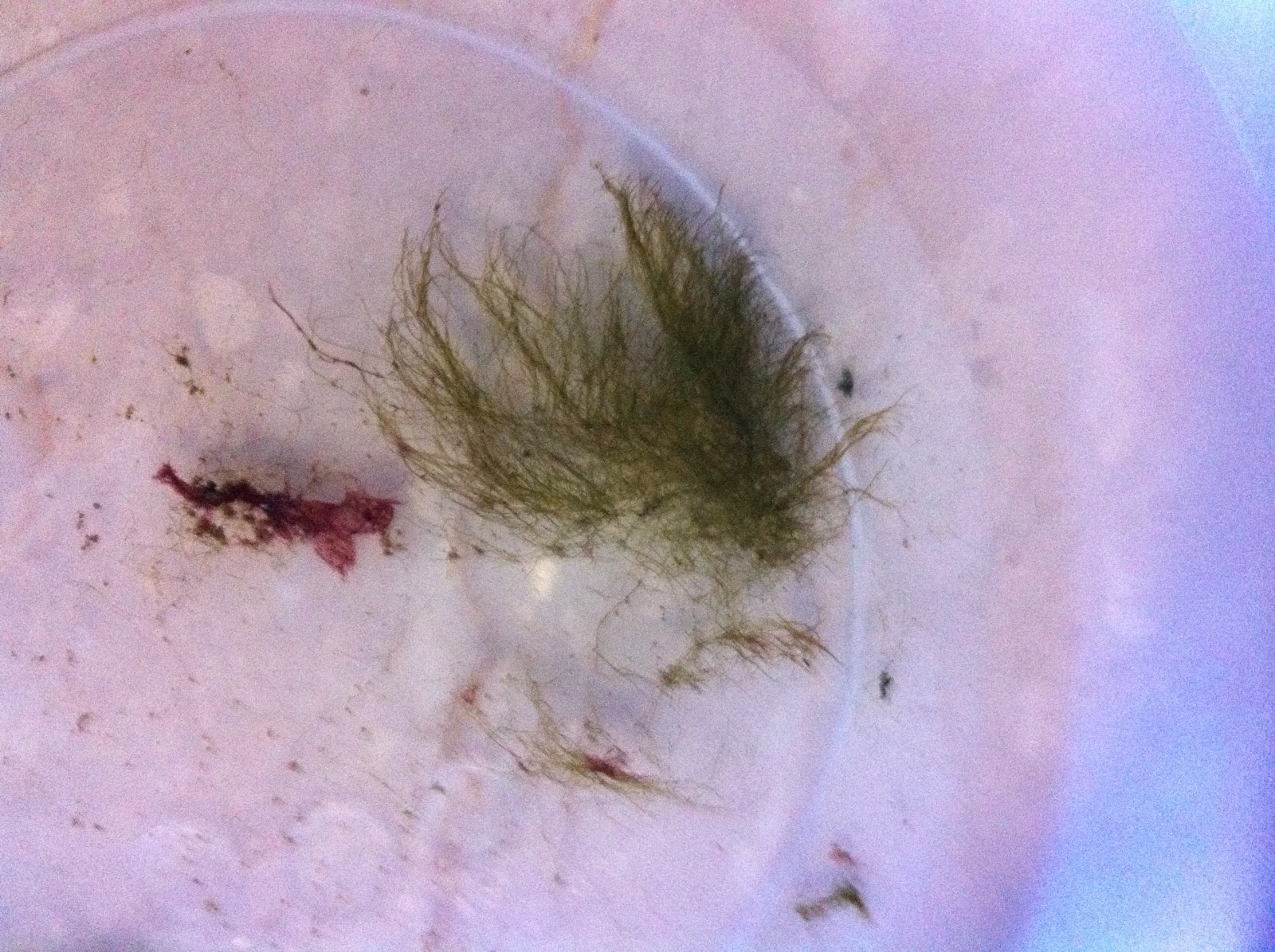 Kaya's Reef Tree War with Hair Algae