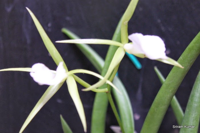 HappyOrchids Brassavola venosa