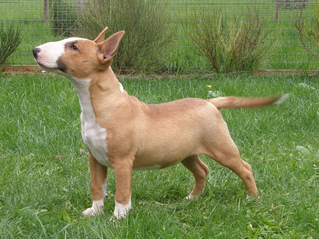 Bull Terrier Puppies Pictures Pictures Of Animals 2016