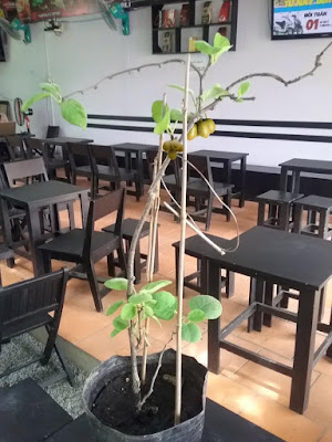 Thú nuôi, cây cảnh: Cây kiwi nhà vườn Khánh Võ Kiwwi%2B1