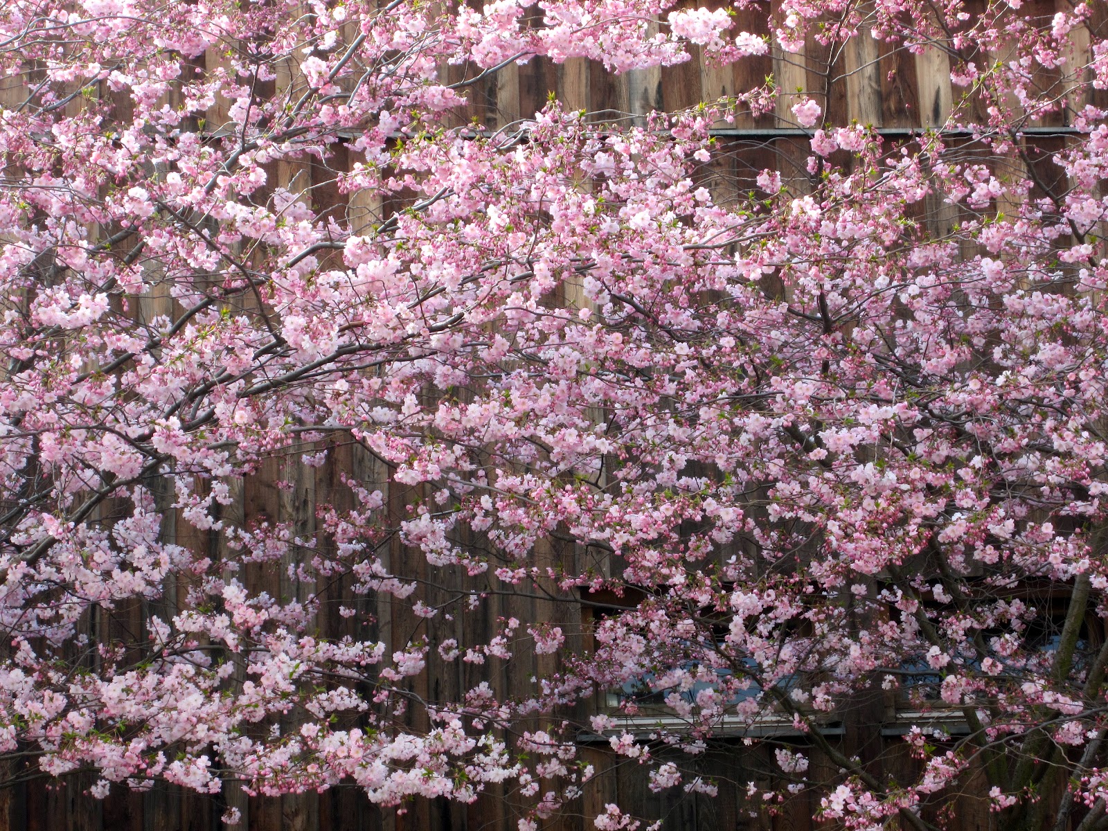 Kirschblüten – Hanami