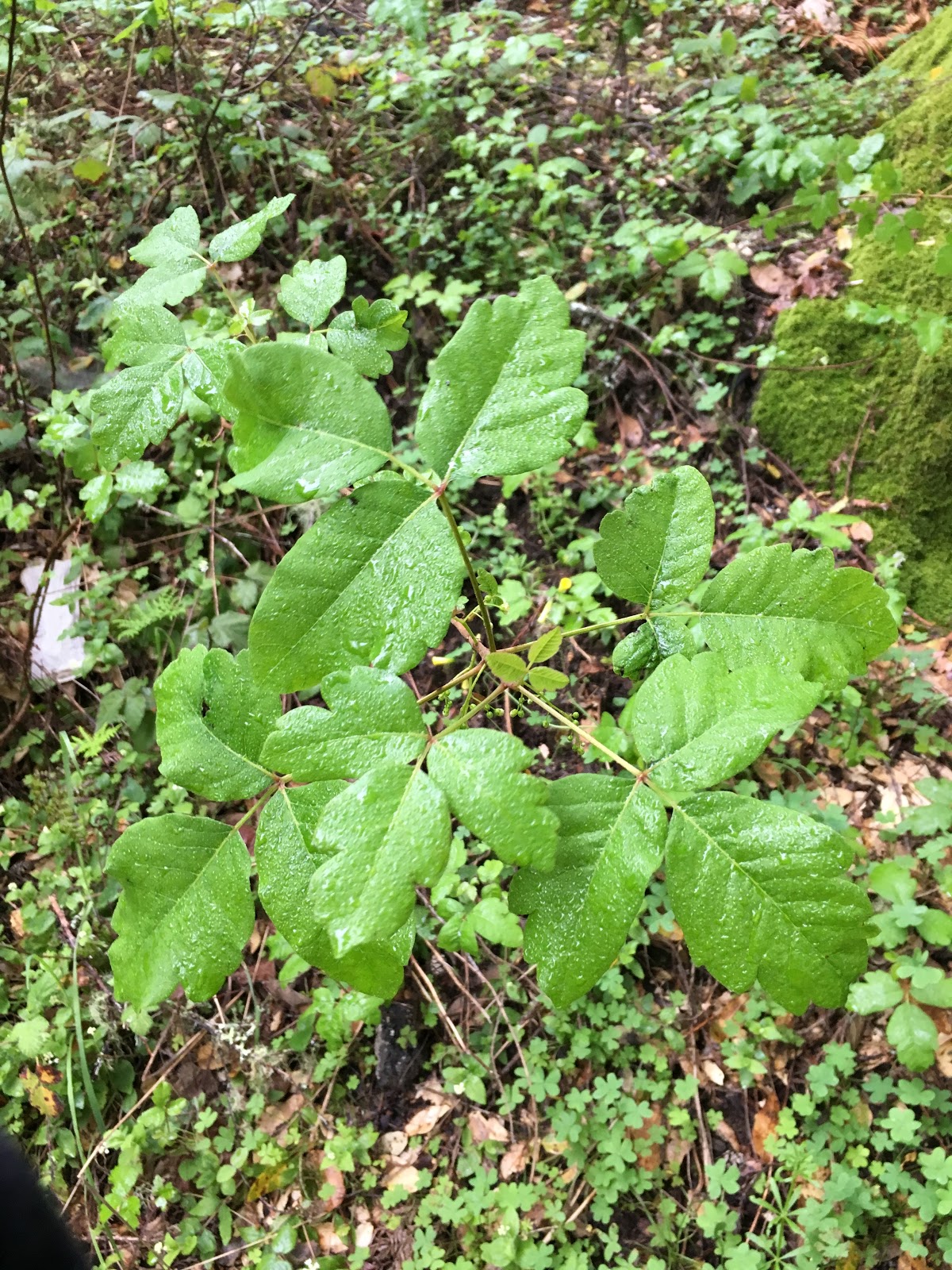 megan twiddy California�s state plant Poison Oak