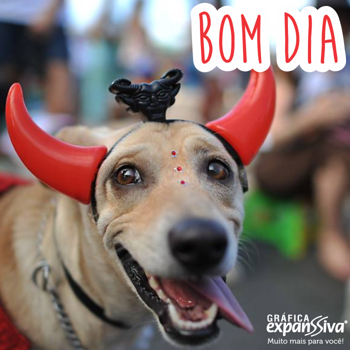 Mensagem de Bom Dog Mensagem de Bom Dog