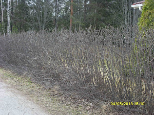 Puutarhapalvelu Tampere palveluksessanne pensasaitojen leikkauksista alkaen
