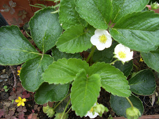 Φυτό φραουλιάς ανθισμένο ,με δυό όμορφα ασπρα άνθη