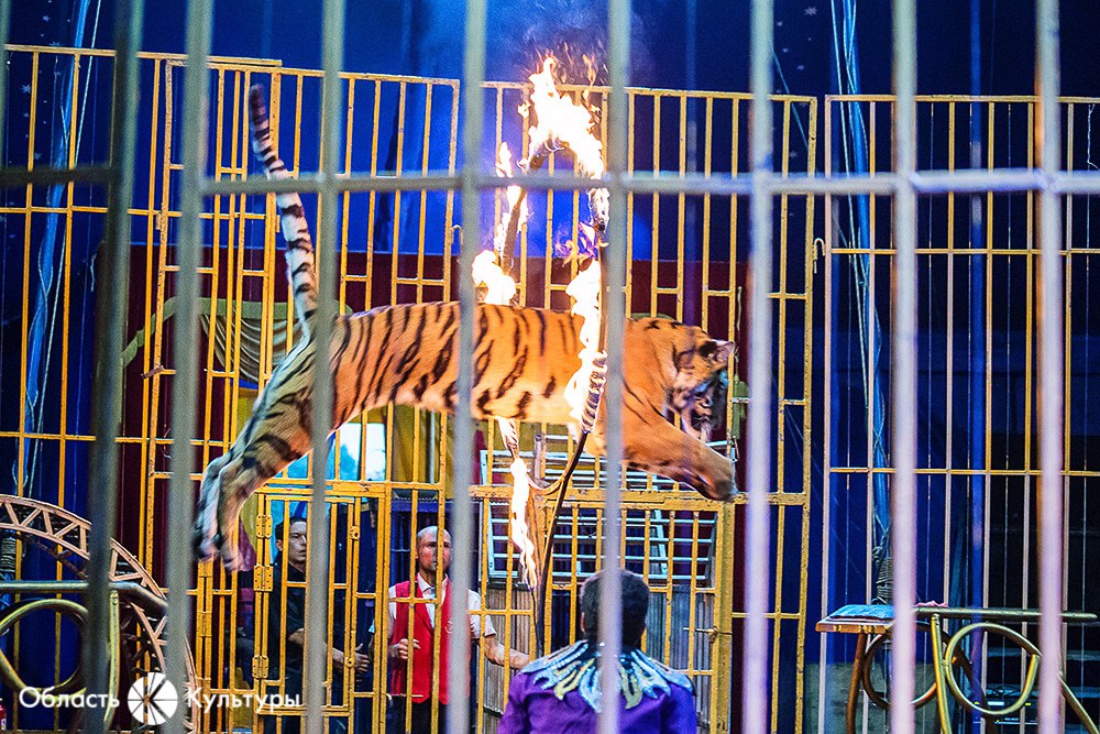 Цирк бенгальские тигры