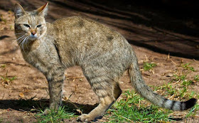 The Wildlife: African Wild Cats Animals | Interesting Facts & Latest