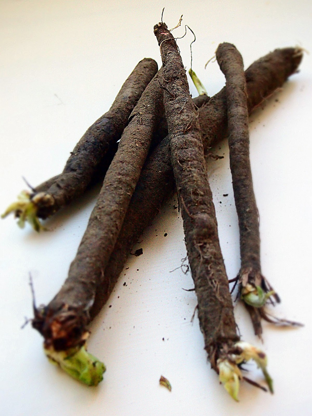 Avec Henni Svartrotssoppa med örtolja