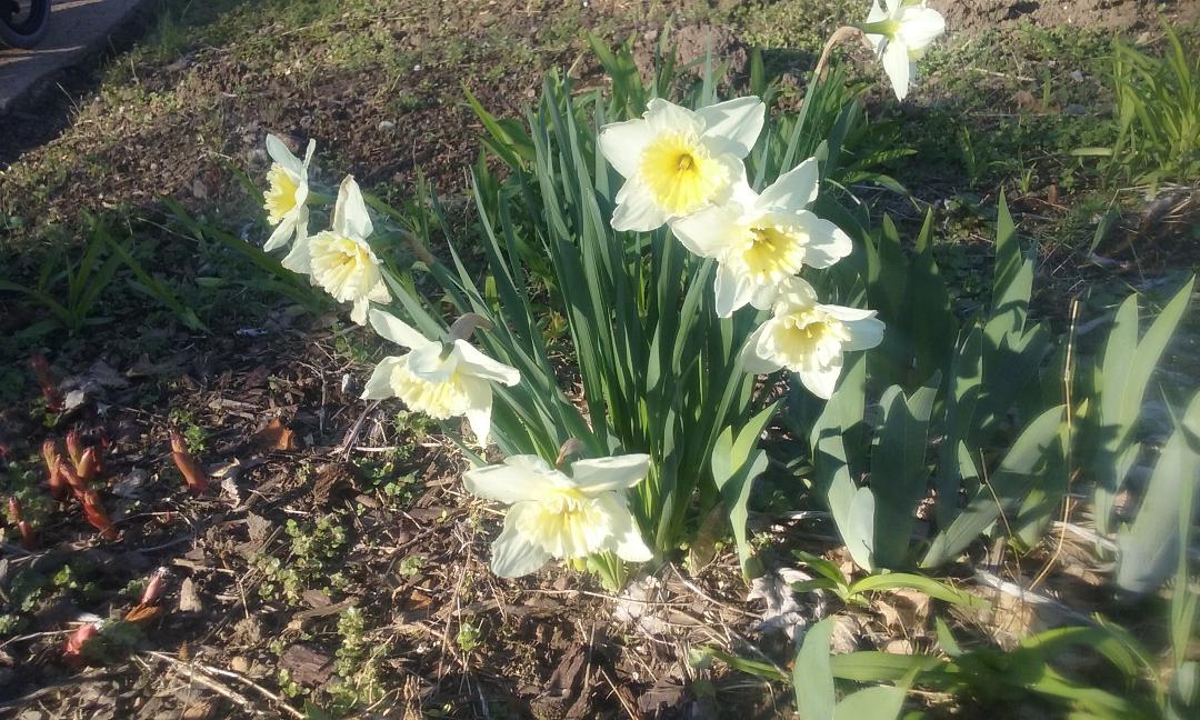 Do You Know Your Flowering Quince