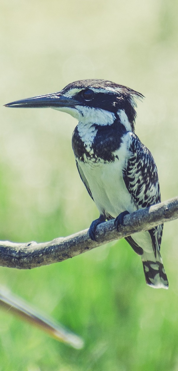  Pied kingfisher on a branch.