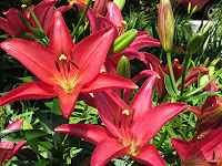two bright red star shaped asiatic day lily blooms