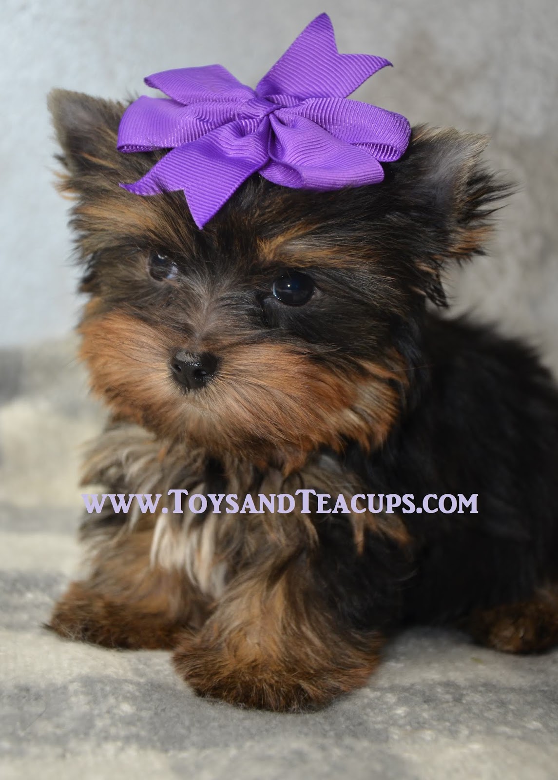 Alabama Toys & Teacups