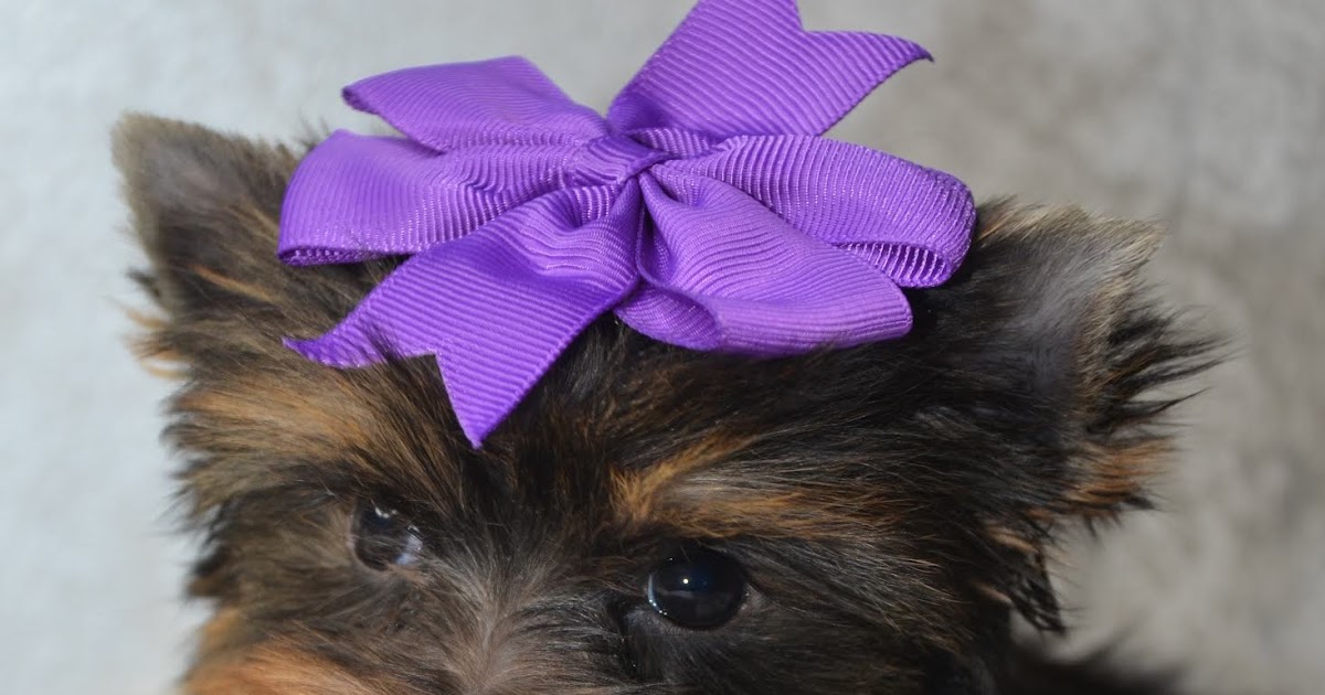 Alabama Toys & Teacups Christmas Puppies Alabama