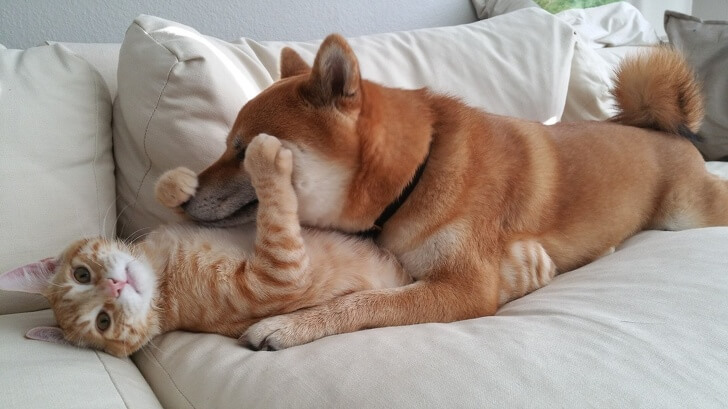 23 Heart-Melting Pictures Of Animals Who Love Each Other Too Much