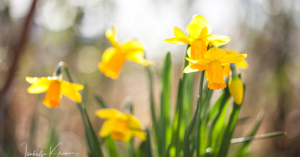 haiku eine annäherung Daffodils
