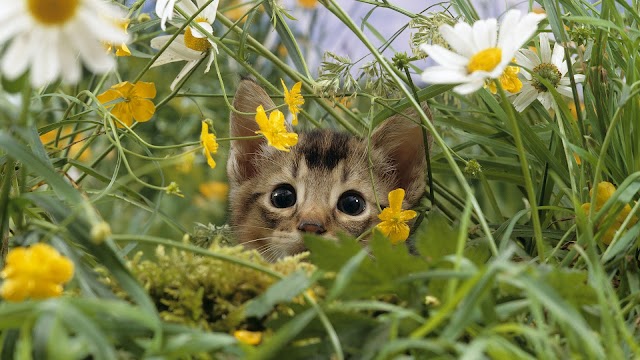 Cat in the high grass with flowers