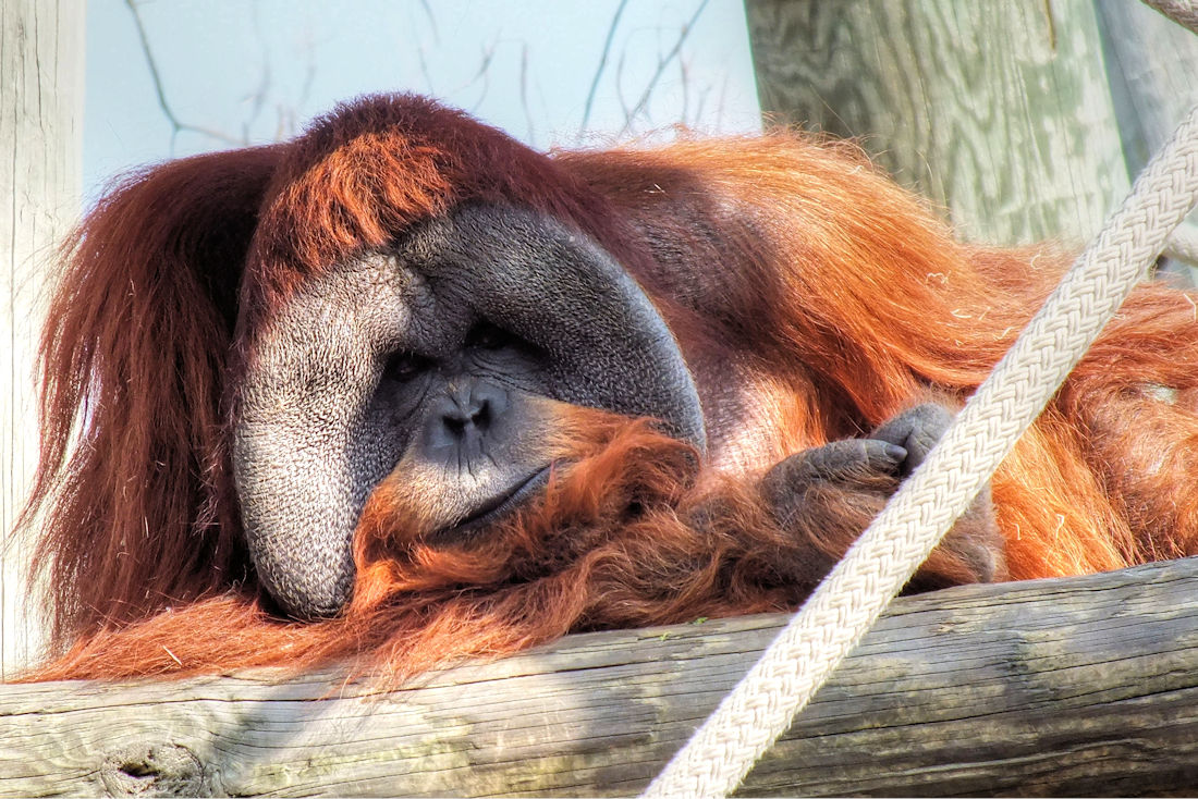 Memphis MidSouth Sights Memphis Cool Cats; A peek into the Memphis zoo