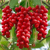common herbs used in FLP:Schisandra Berries