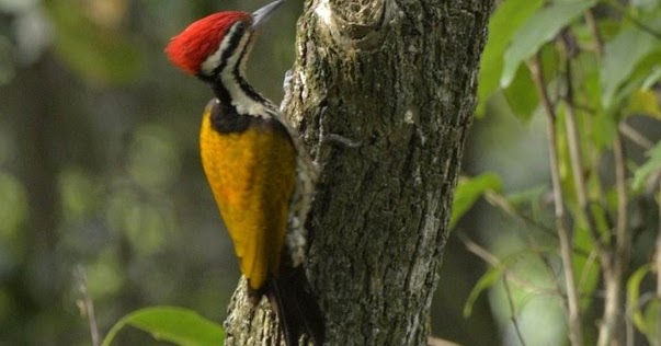 Cara Merawat Burung Caladi Supaya Cepat Gacor Untuk Masteran