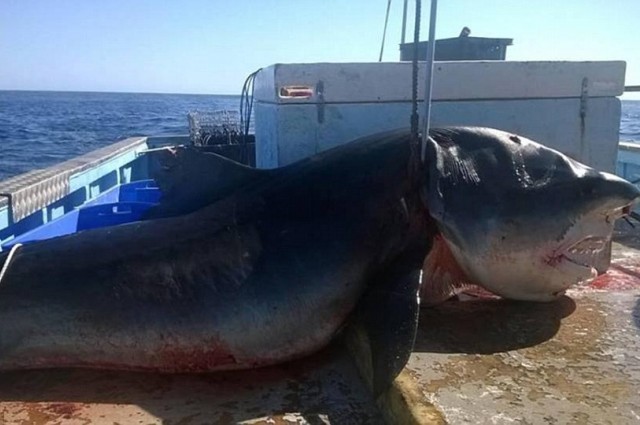 Wow Viral!: Very Huge Tiger Shark Caught Off Australian Coast