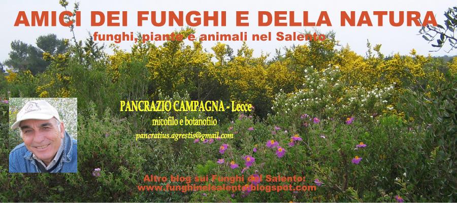 AMICI DEI FUNGHI E DELLA NATURA