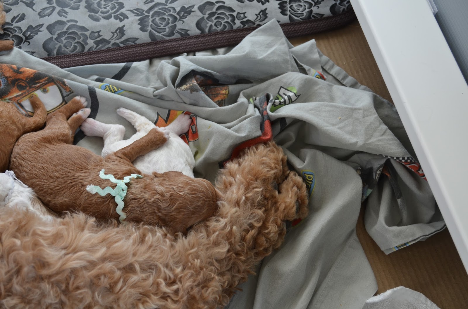 Life Blessings Dog Pile