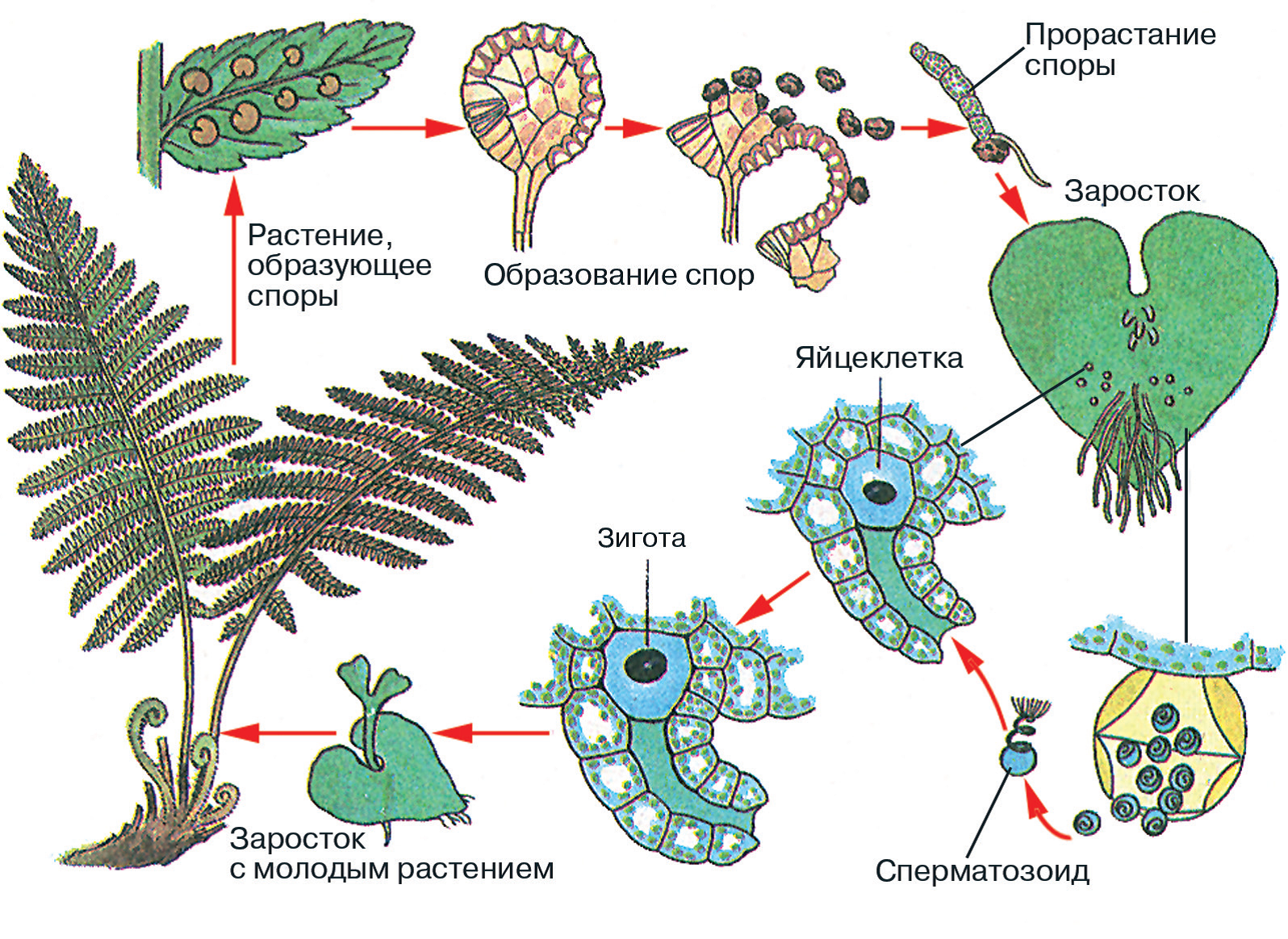 Цикл развития папоротника. Размножение папоротников цикл развития. Папоротники строение и размножение. Жизненный цикл папоротника схема.