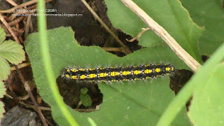 Callimorpha dominula (caterpillar) DSC108245