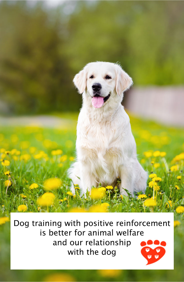 Companion Animal Psychology Dog Training, Animal Welfare, and the