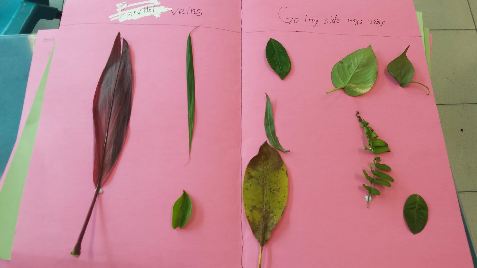 Class 3A 2014: Group work: Classifying leaves (Plant Systems)