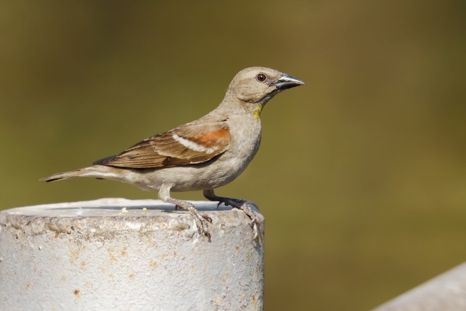Birding and Photography Blog By Ritesh. Yellow throated sparrow near