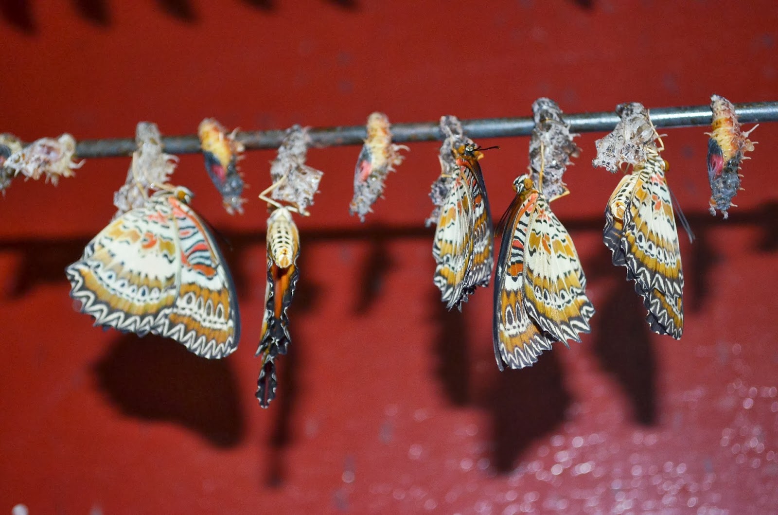 Exploring Davao City Butterfly House