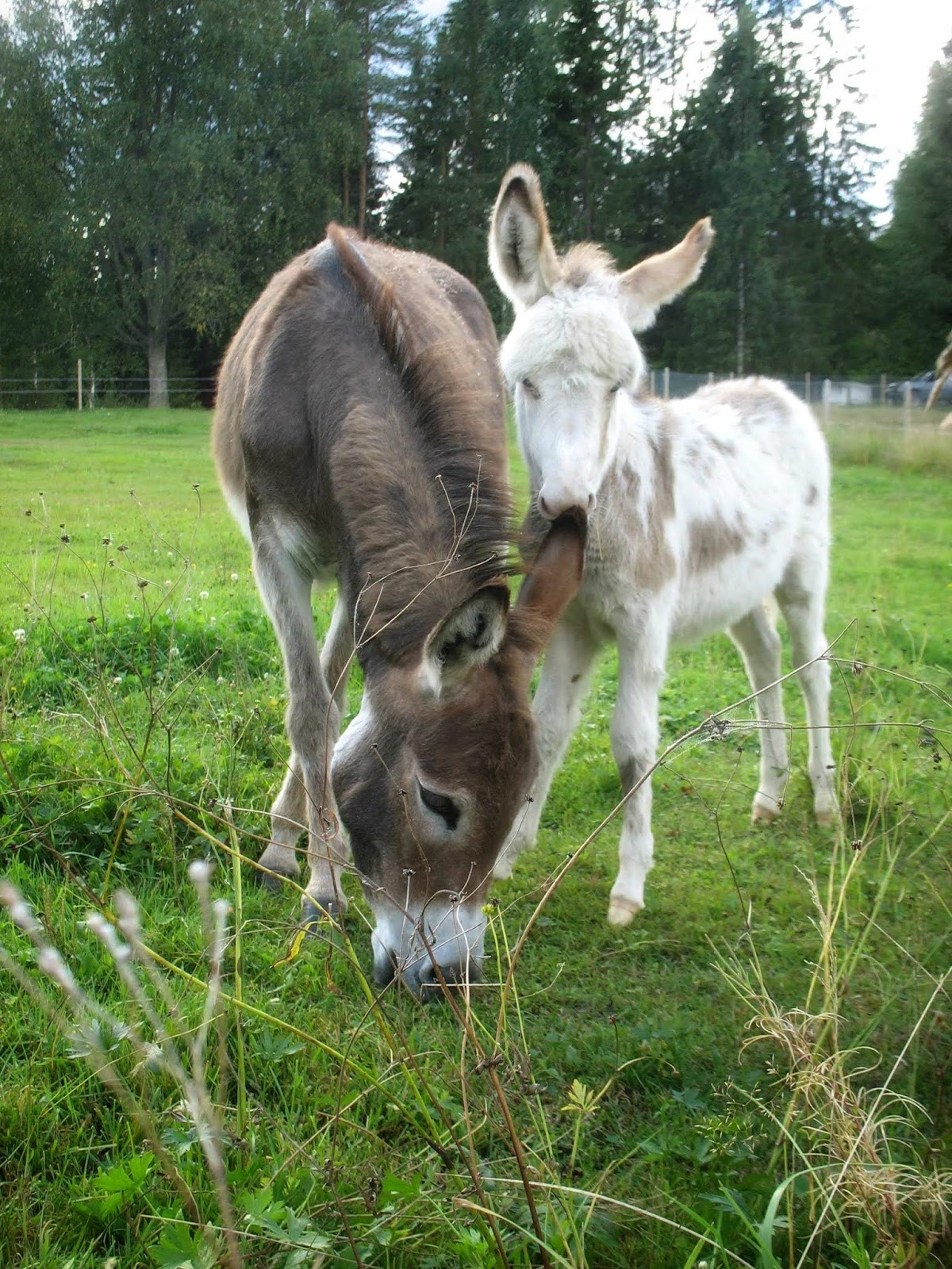 musta pillua Ghetto putki