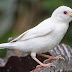 Λευκος σπουργιτης (sparrow albino) από τα σπανιότερα πουλιά στον κόσμο!